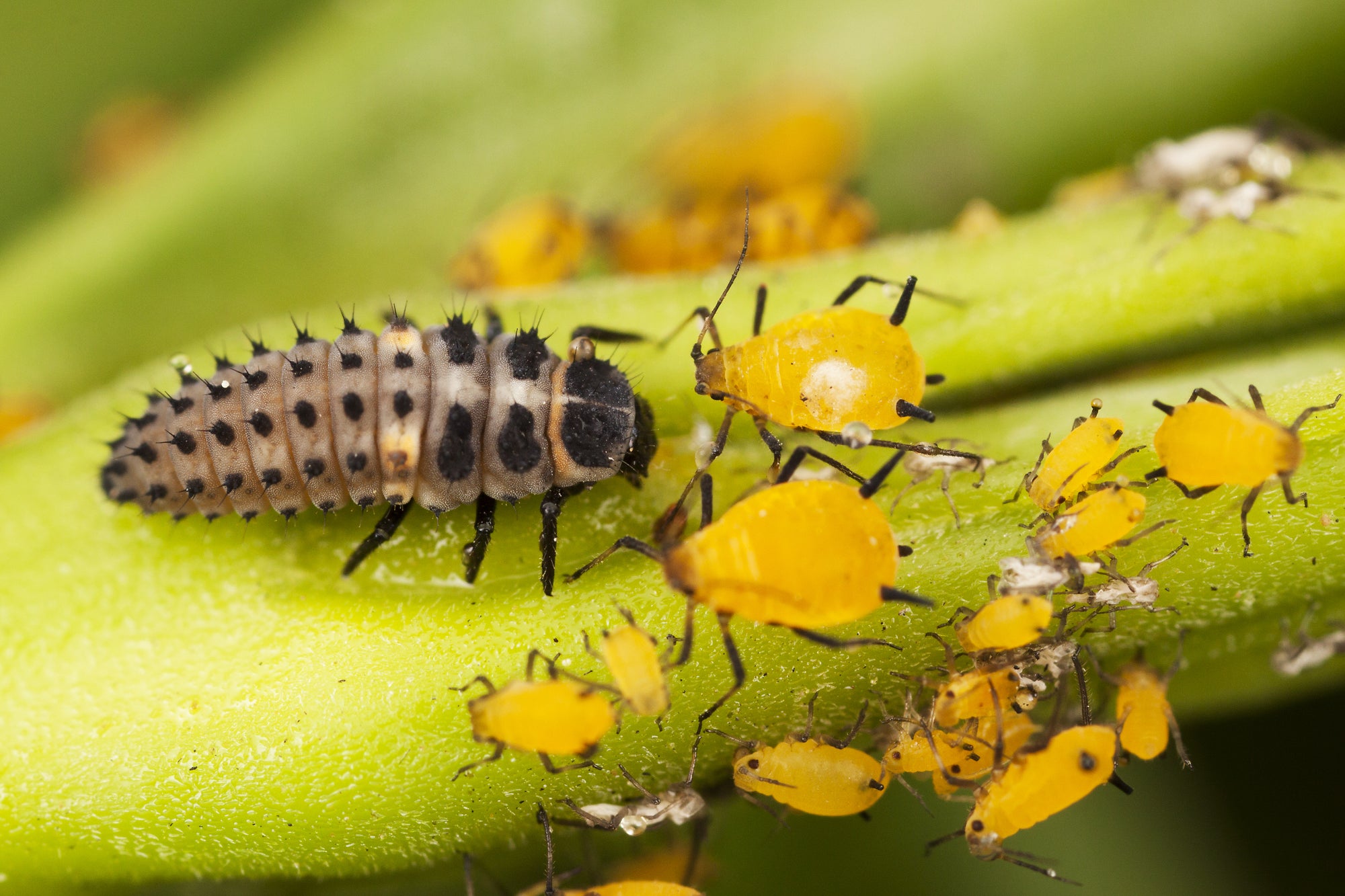 Ladybird Family Bundle: 25 Ladybird Adults (Supplied As Pupae) & 100 Ladybird Larvae
