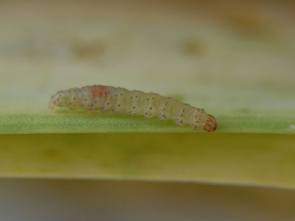 Leek Moth Pheromone Trap