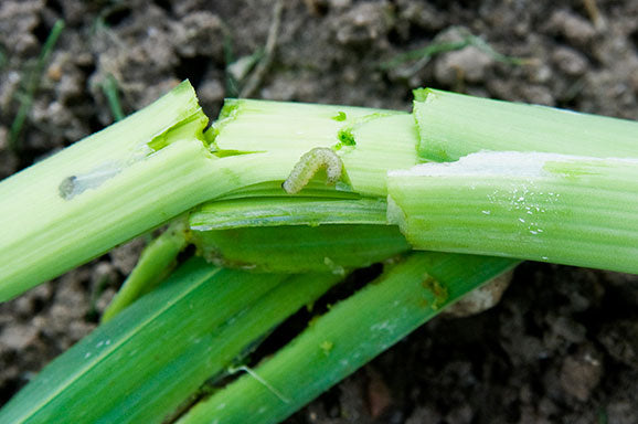 Leek Moth Pheromone Trap