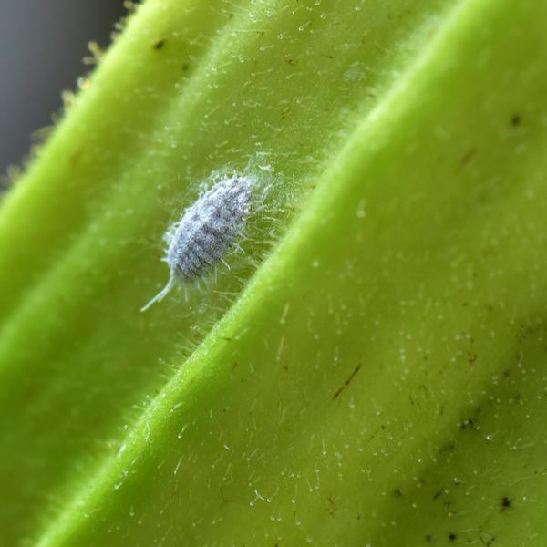 Citripar Mealybug Killer
