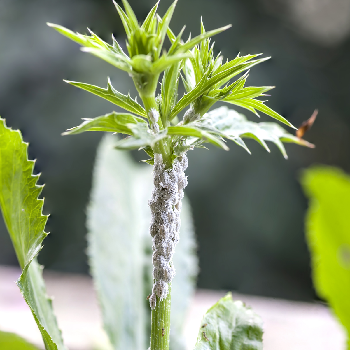 Citripar Mealybug Killer