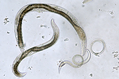 Slug Killer Nematodes - Phasmarhabditis sp.