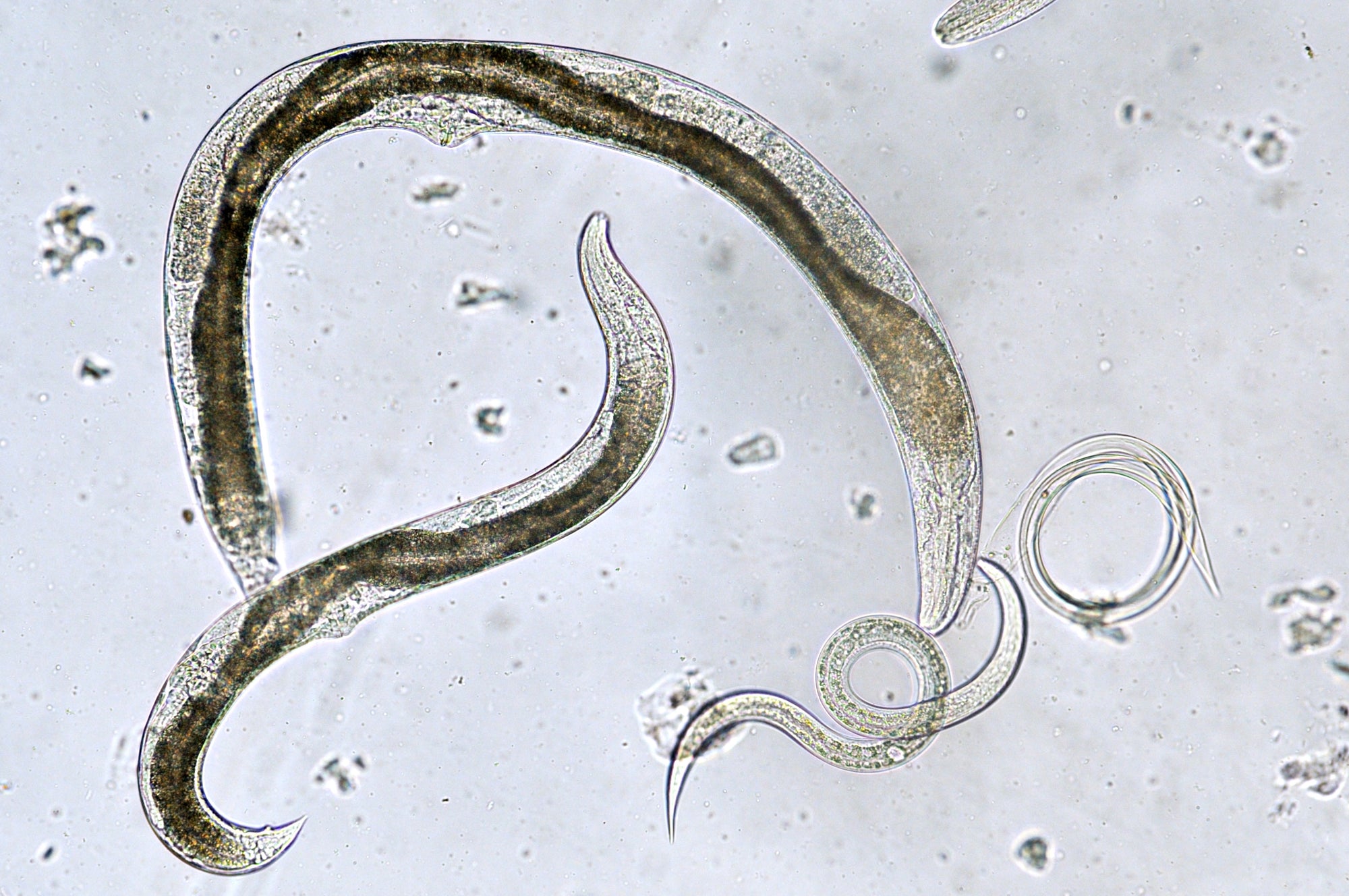 Leatherjacket Control & Recovery Bundle: Leatherjacket Killer Nematodes + Lawn Grub Repair Boost
