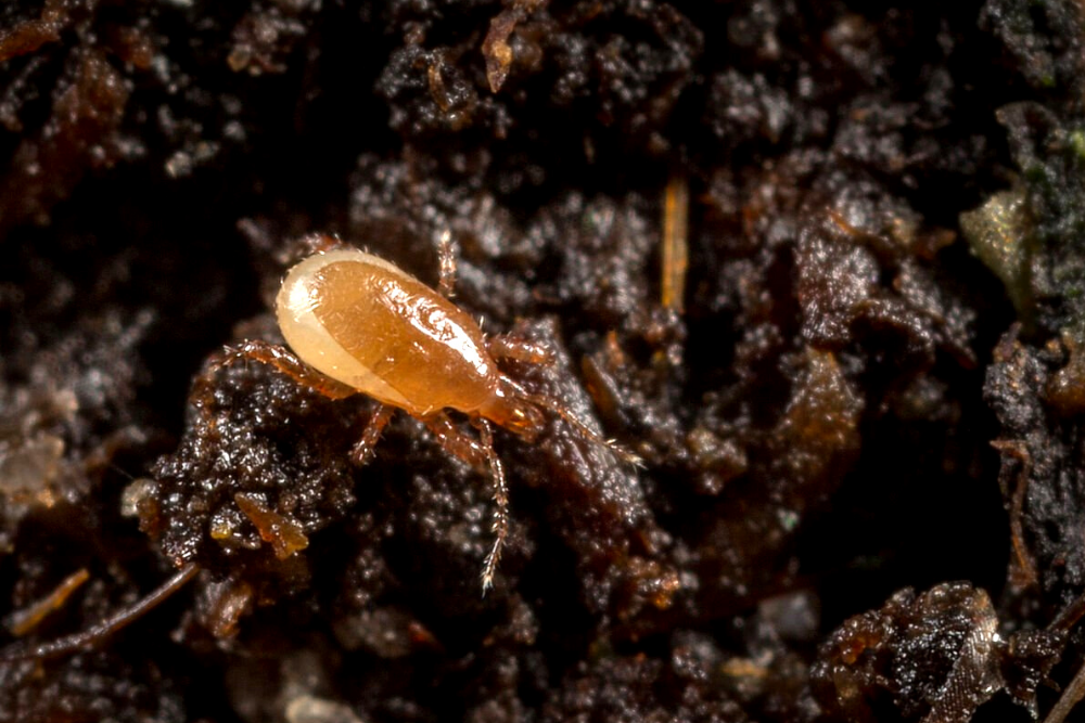 Thrip Control Bundle: Select From Swirskii Or Cucumeris Predators (Bundles Include Mighty Mites, Thrip Sticky Traps & Distribution Boxes)