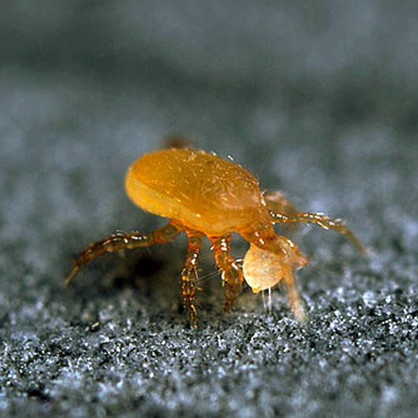 Thrip Control Bundle: Select From Swirskii Or Cucumeris Predators (Bundles Include Mighty Mites, Thrip Sticky Traps & Distribution Boxes)