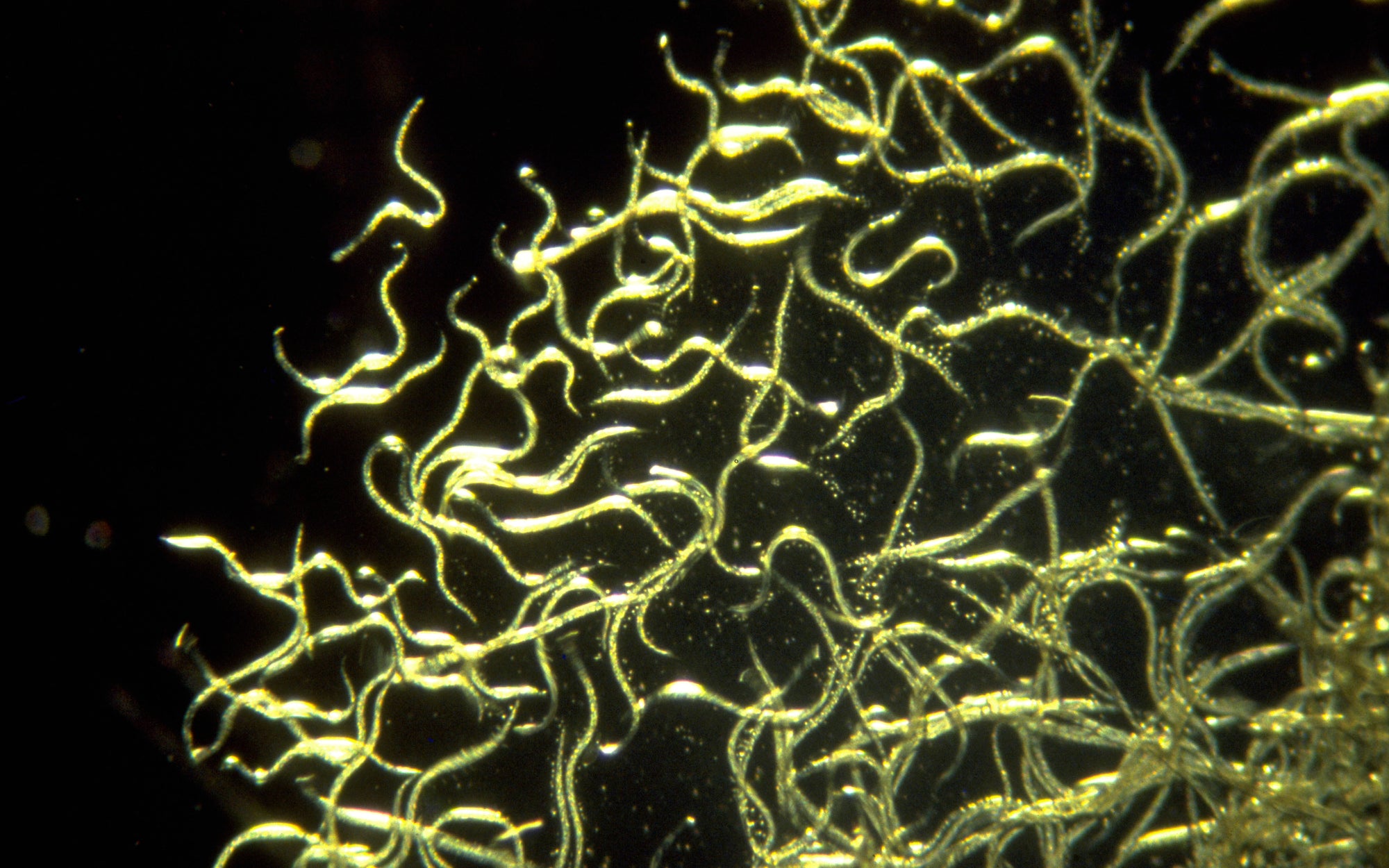 Nemaflo Nematode Soil Penetrant & Carrier