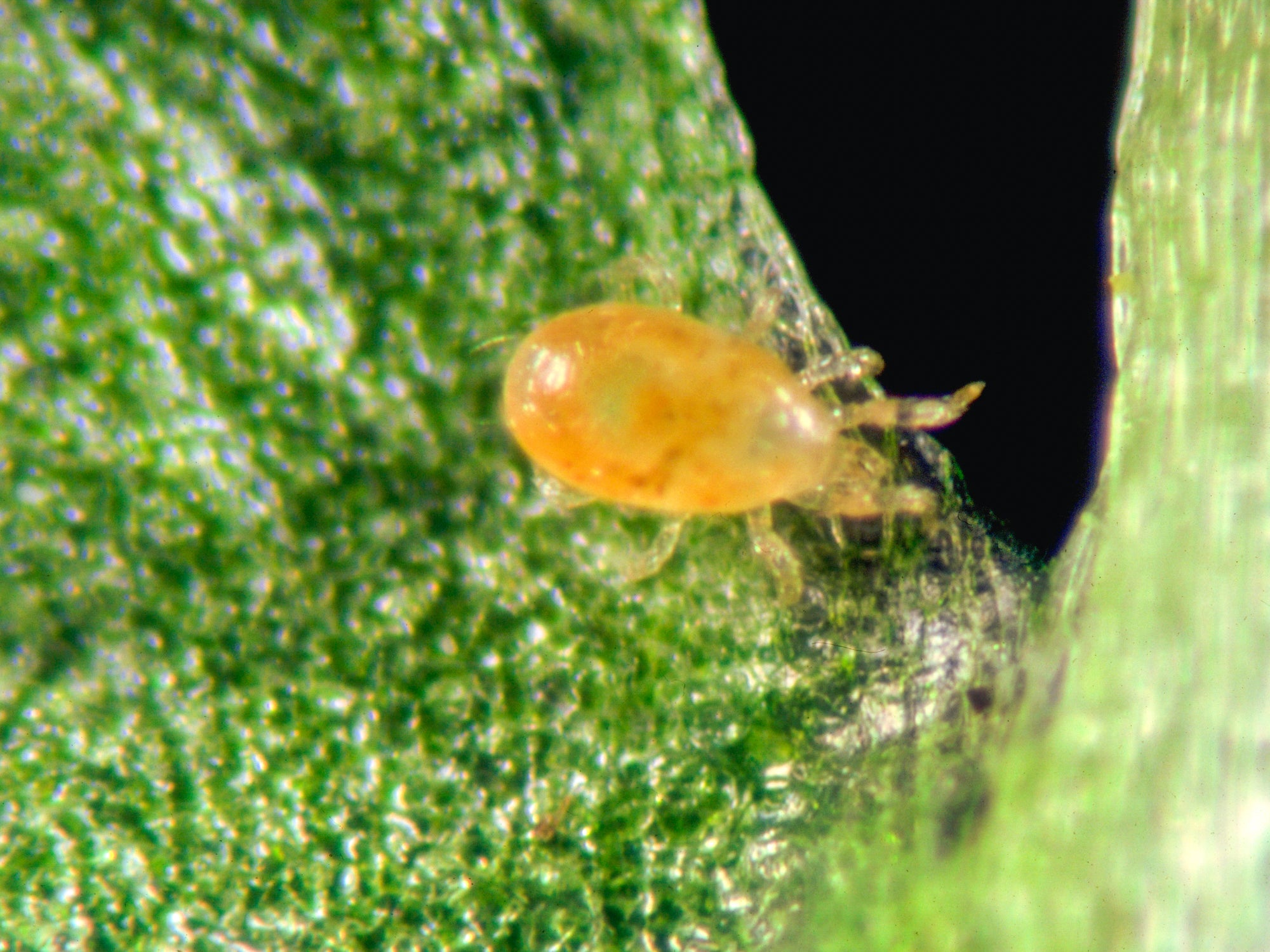 Amblyseius californicus - Loose Predators -  Spider Mite Curative System
