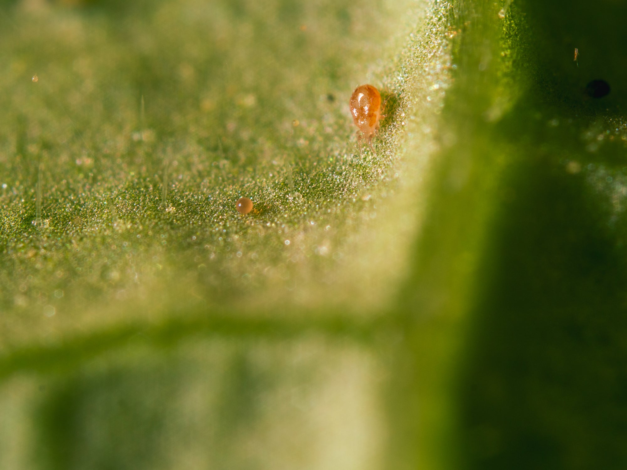 Amblyseius californicus - Loose Predators -  Spider Mite Curative System