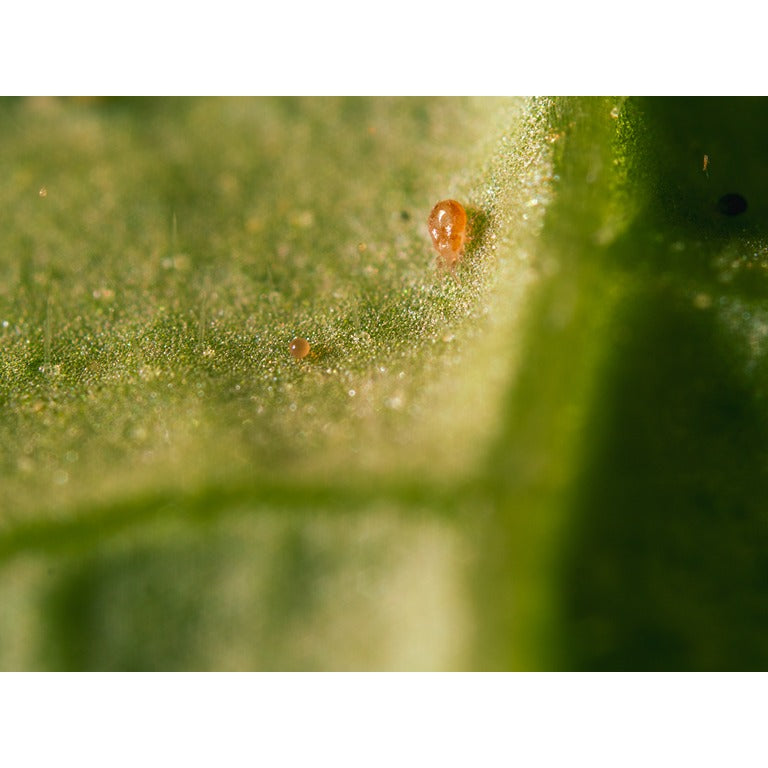 Amblyseius californicus - Foil Sachets - Spider Mite Preventative System