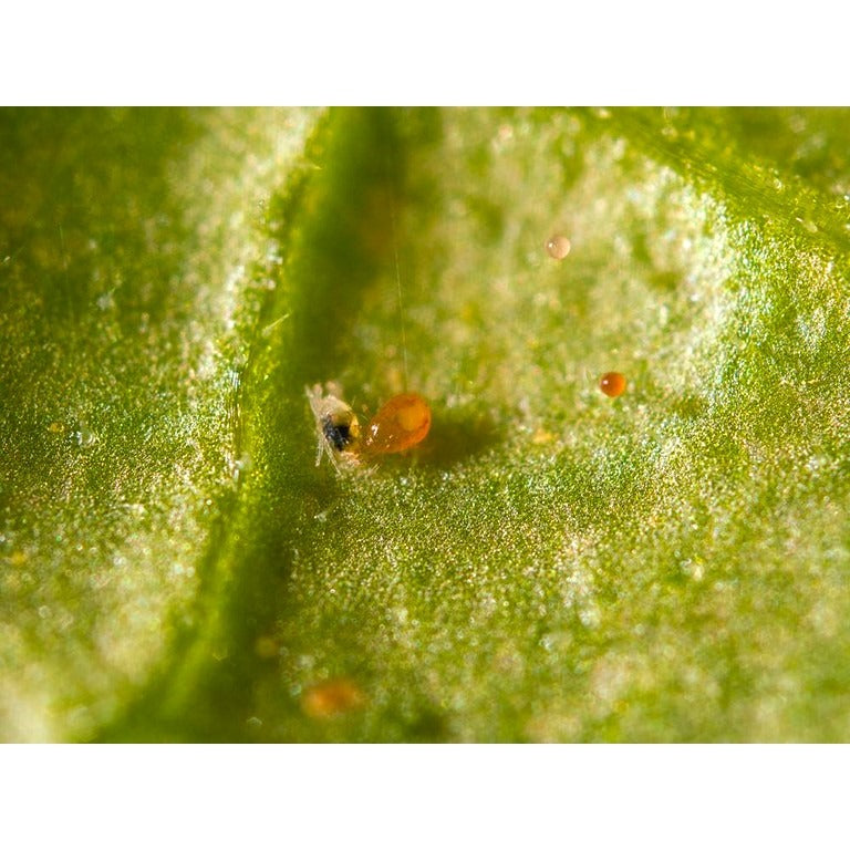 Amblyseius californicus - Loose Predators -  Spider Mite Curative System