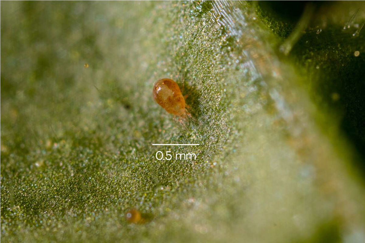Spider mite killer deals