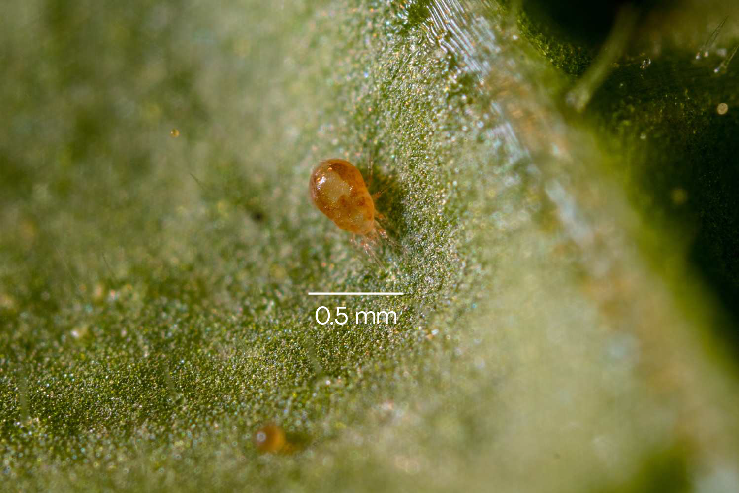 Amblyseius californicus - Foil Sachets - Spider Mite Preventative System