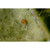 Amblyseius californicus - Loose Predators -  Spider Mite Curative System