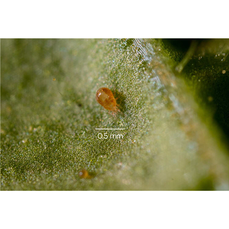 Amblyseius californicus - Loose Predators -  Spider Mite Curative System