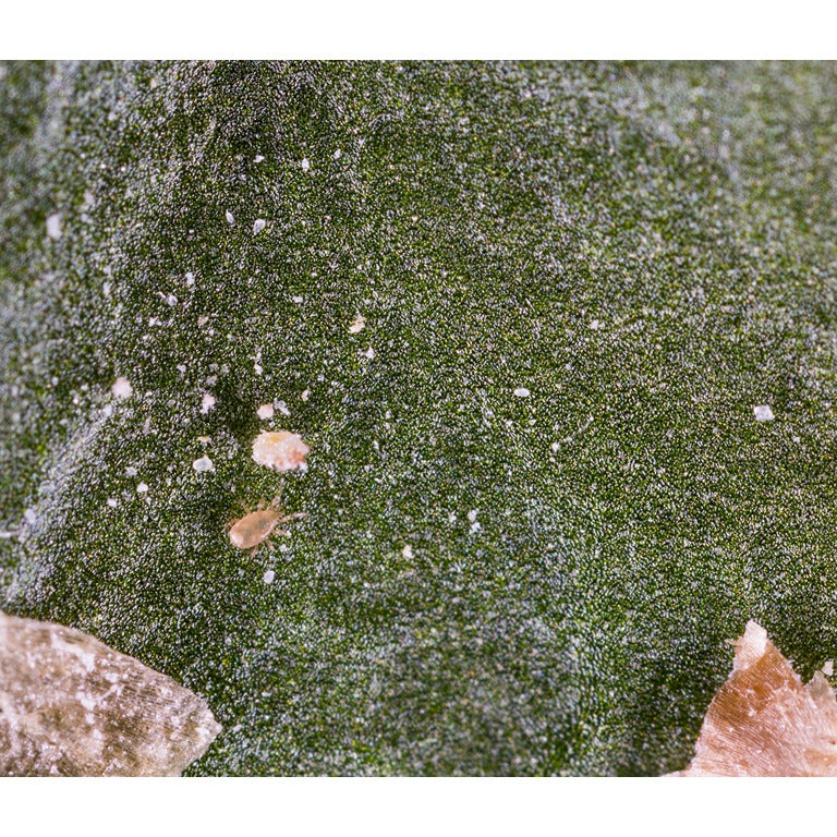 Amblyseius cucumeris - Loose Predators - Thrip Curative System