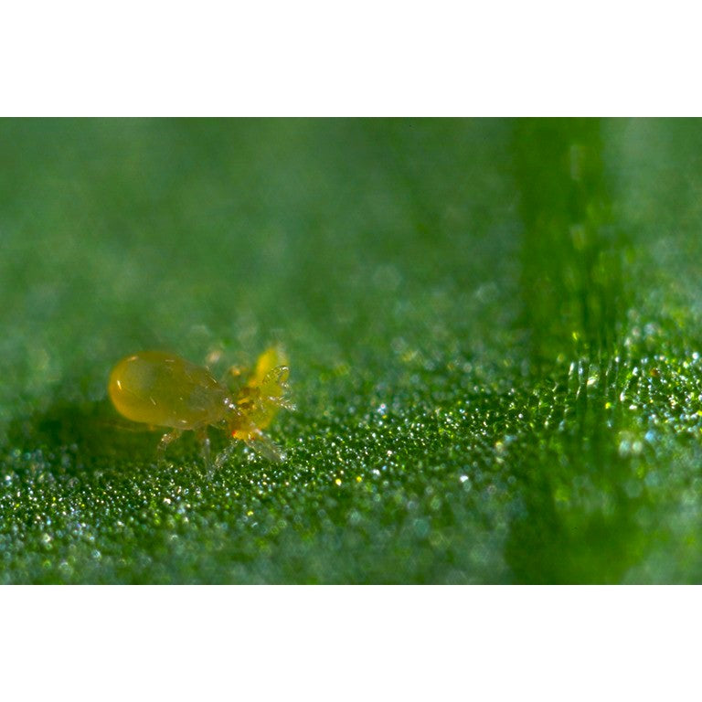 Amblyseius cucumeris - Loose Predators - Thrip Curative System