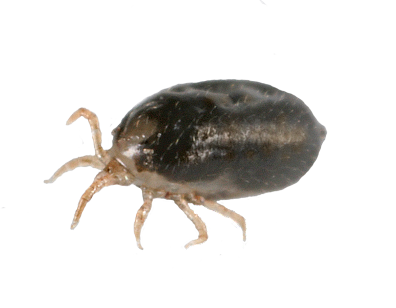 Taurrus Snake & Reptile Mite Predators