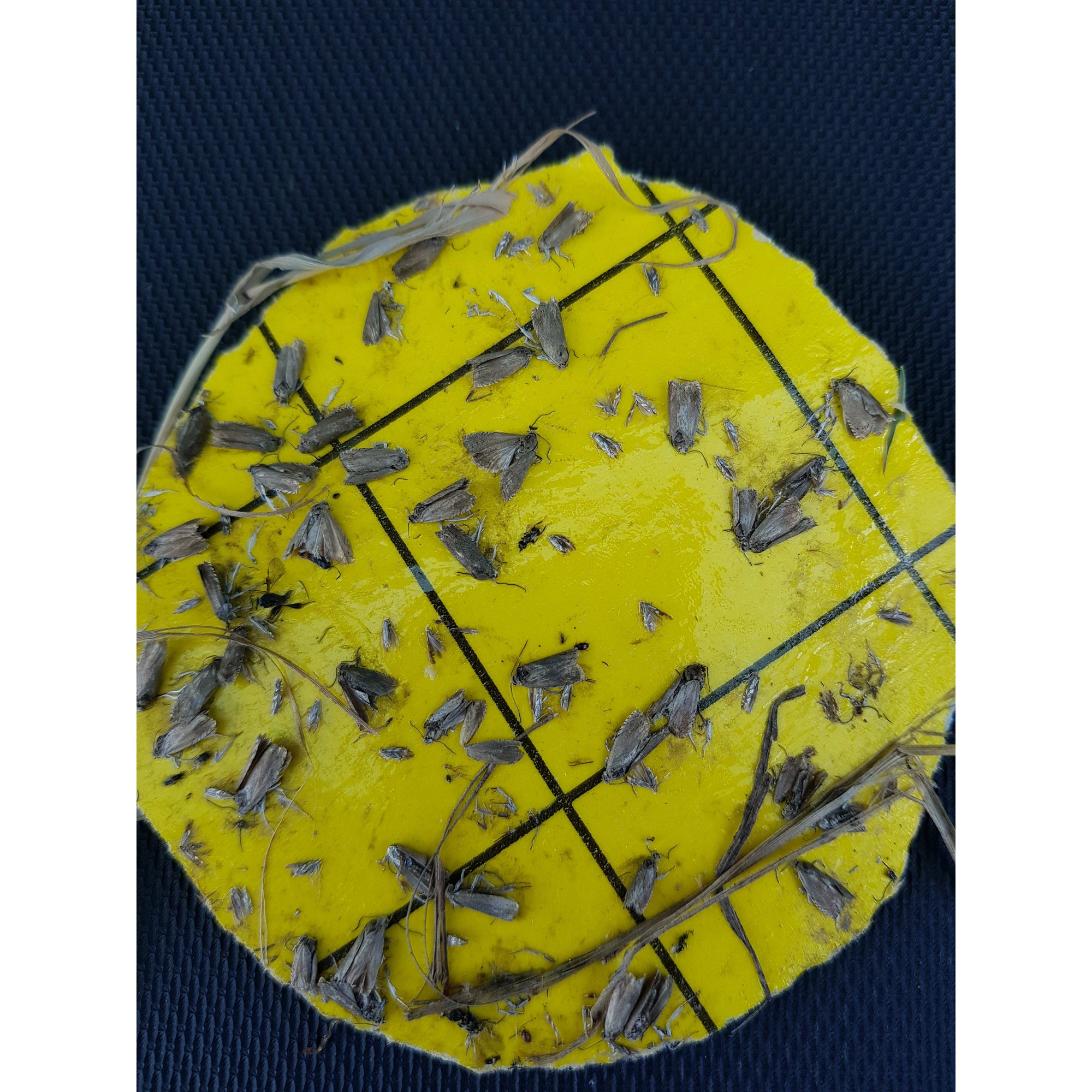 Pea Moth Trap Bundle (2 Pheromone Traps, 4 Lures + 10 Sticky Trap Inserts)