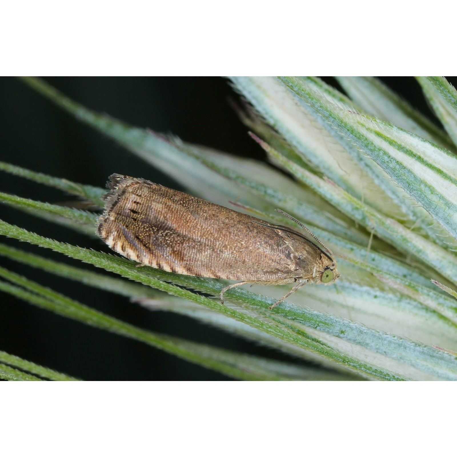 Pea Moth Trap Bundle (2 Pheromone Traps, 4 Lures + 10 Sticky Trap Inserts)