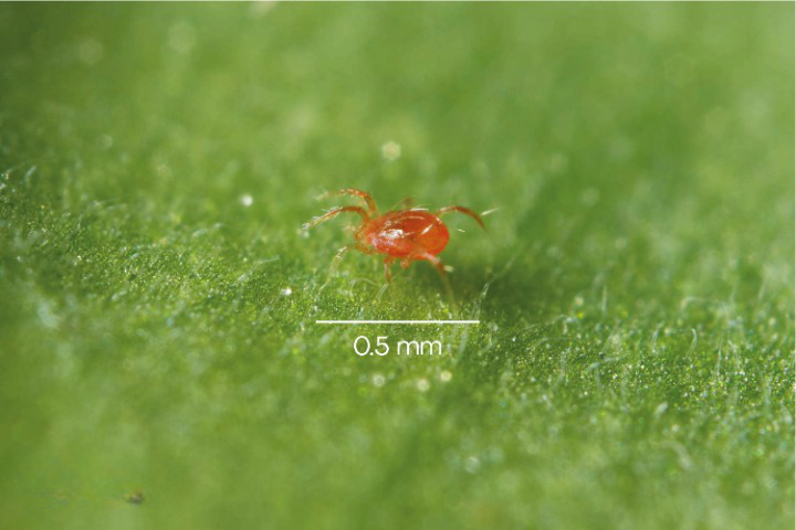 Phytoseiulus persimilis - Spider Mite Curative System