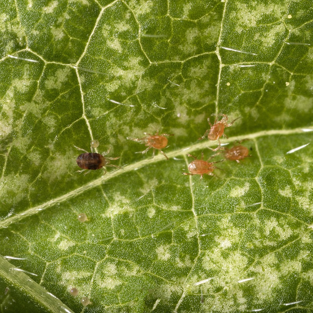 Spider Mite Control Bundle: Californicus, Phytoseiulus, Distribution Boxes & A Free Hand Lens