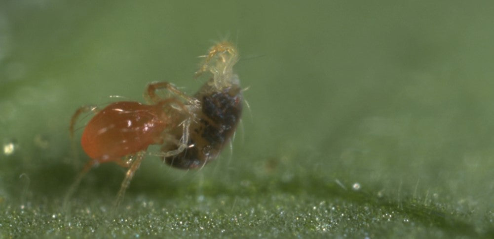 Spidex Vital Plus - Curative Spider Mite Control Sachets