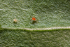 Phytoseiulus persimilis - Spider Mite Curative System