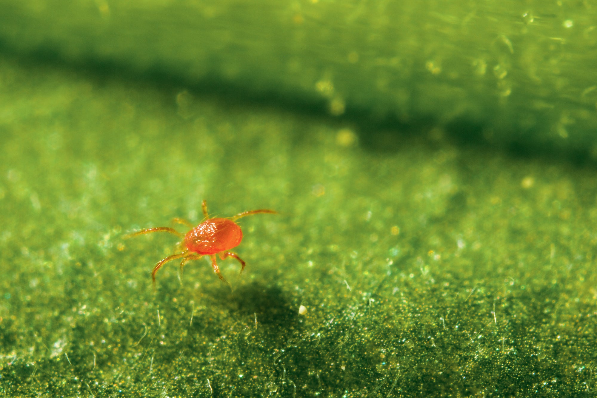 Spidex Vital Plus - Curative Spider Mite Control Sachets