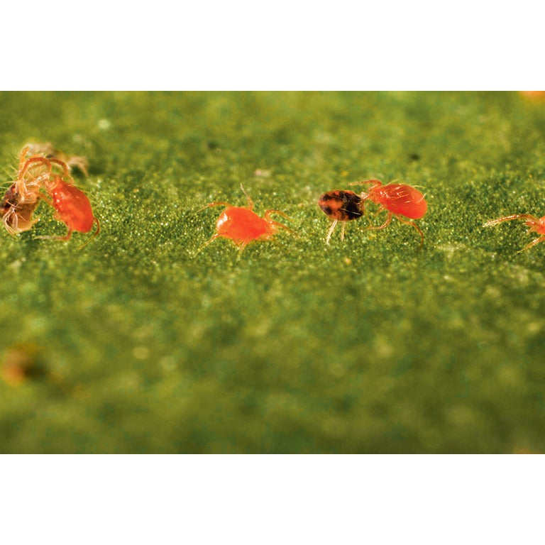 Phytoseiulus persimilis - Spider Mite Curative System