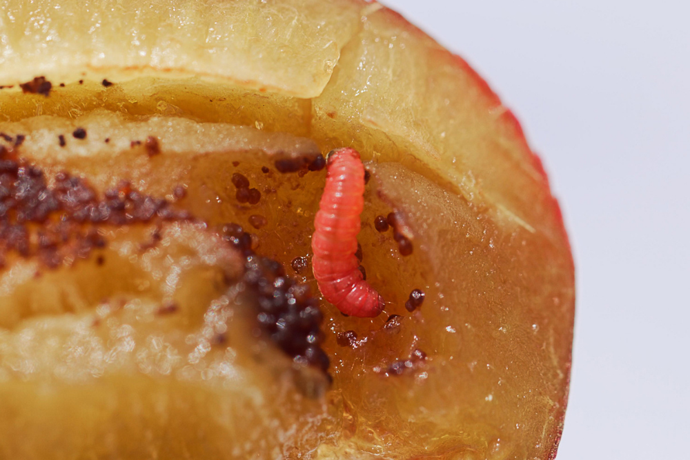 Plum Fruit Moth Pheromone Trap