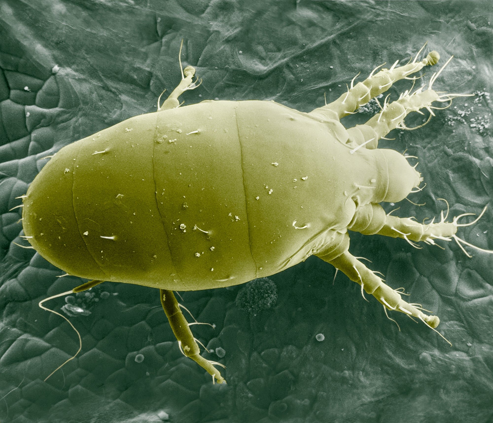 Broad Mite Killer - Amblyseius andersoni