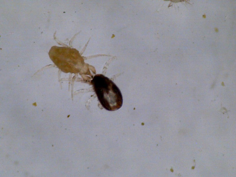 Taurrus Snake & Reptile Mite Predators
