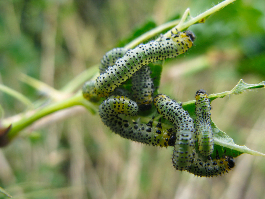 Gooseberry Sawfly Killer Nematodes