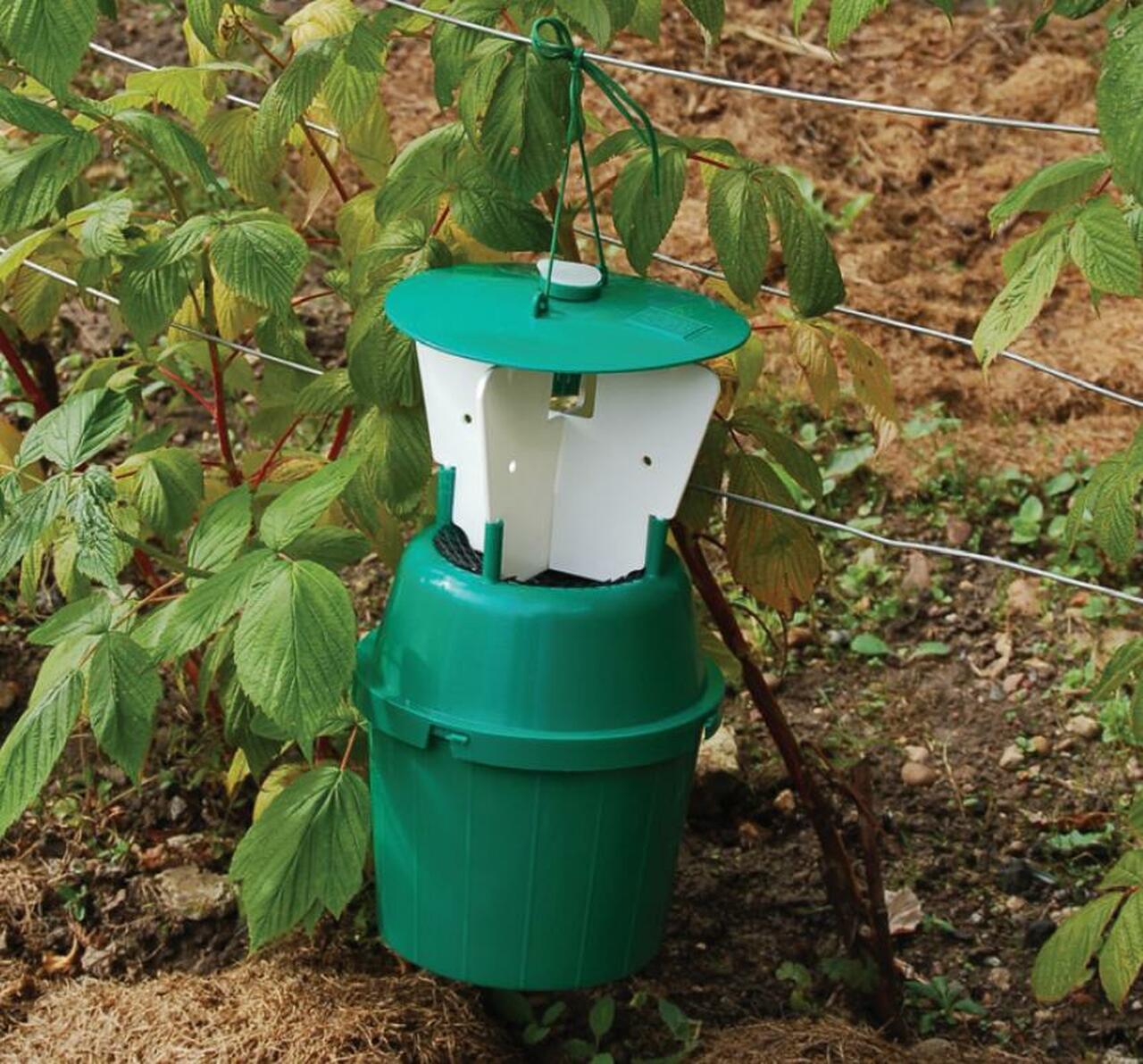 Raspberry Beetle Attractant Lure