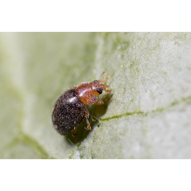 Scale Insect Predatory Beetles - Rhyzobius lophanthae