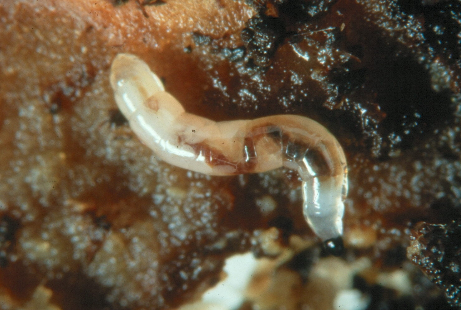 House Plant Care Bundle: Fungus Fly Nematodes, Sticky Traps, House Plant Boost, Plant Soap & A Free House Plant Mister