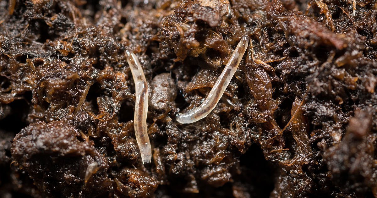 House Plant Care Bundle: Fungus Fly Nematodes, Sticky Traps, House Plant Boost, Plant Soap & A Free House Plant Mister