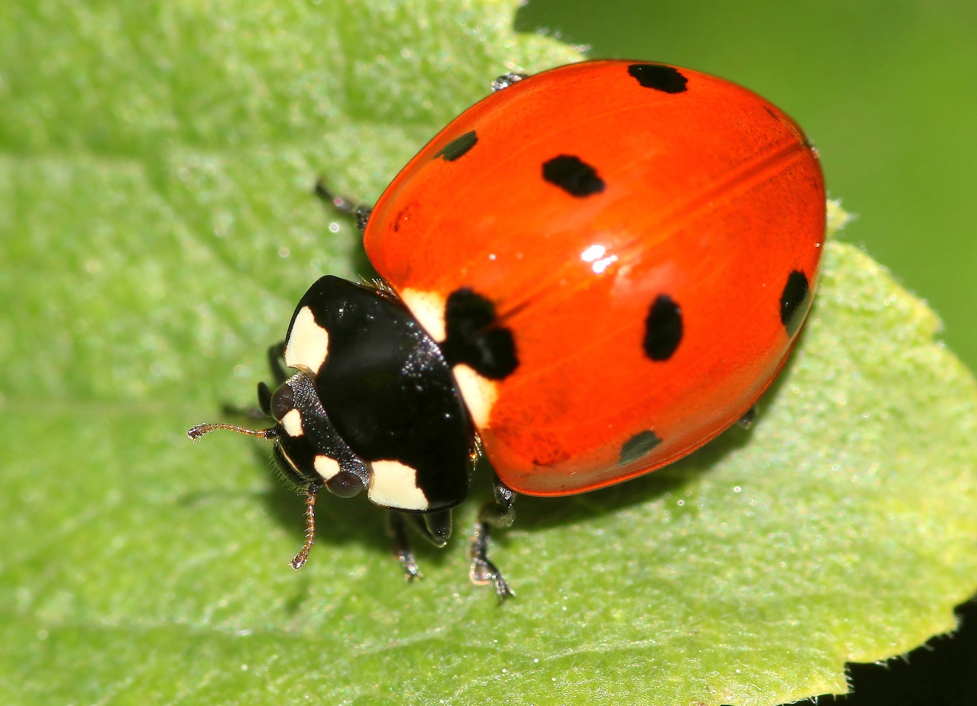 Ladybird Pupae - Adalia bipunctata