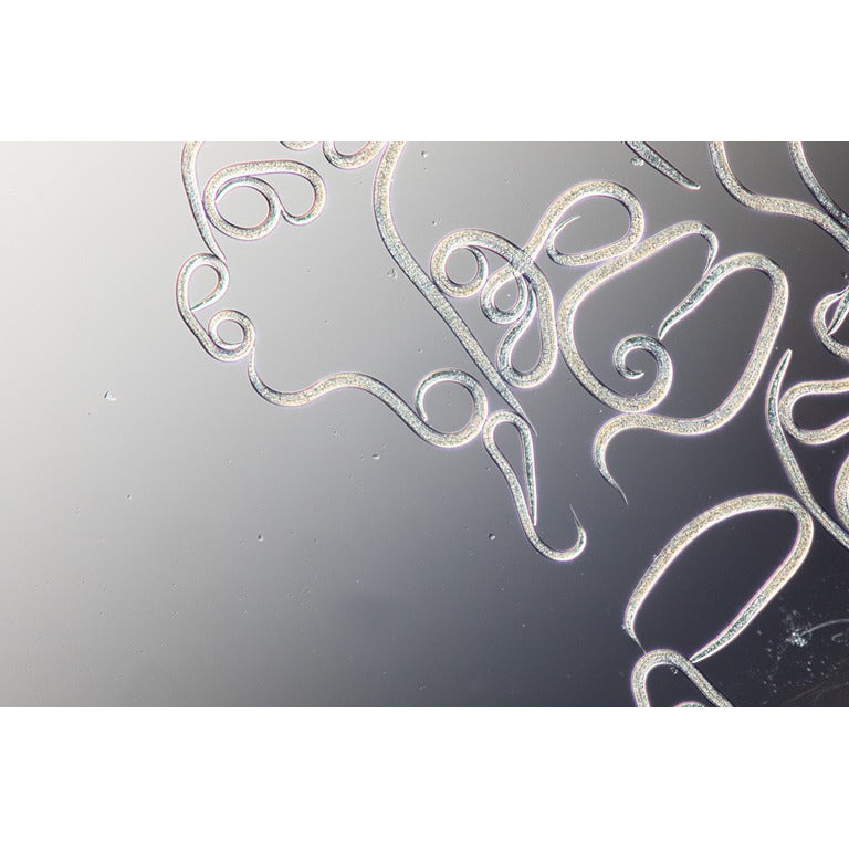 Codling Moth Killer Nematodes