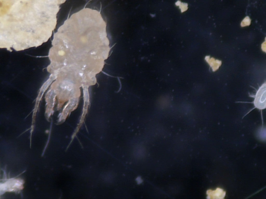 Taurrus Snake & Reptile Mite Predators