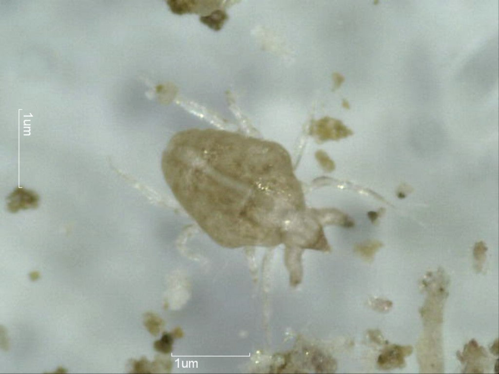 Taurrus Snake & Reptile Mite Predators