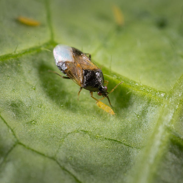 Thrip Adult Killer - Orius laevigatus