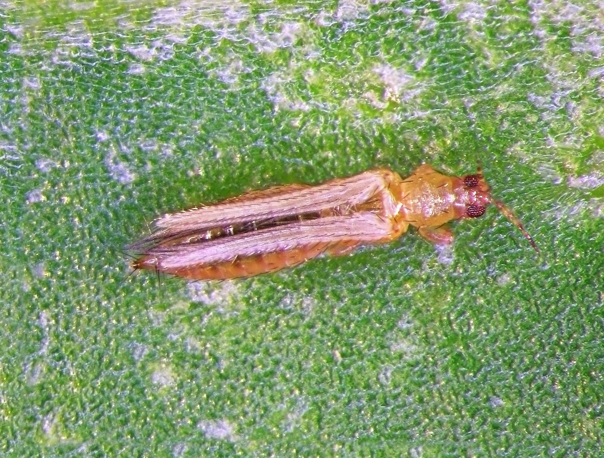 Thrip Adult Killer - Orius laevigatus