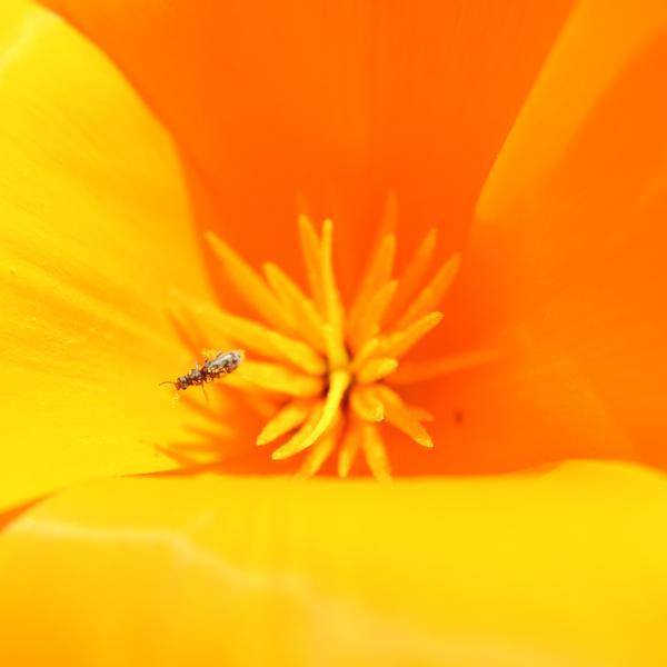 Thrip Control Bundle: Select From Swirskii Or Cucumeris Predators (Bundles Include Mighty Mites, Thrip Sticky Traps & Distribution Boxes)