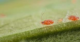 Aphid Parasitic Wasp - Aphidius ervi - Dragonfli