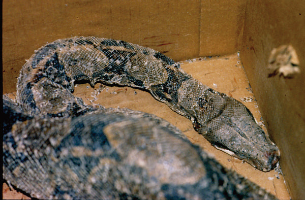 Taurrus Snake & Reptile Mite Predators