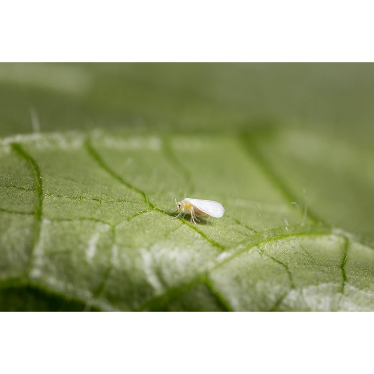 Whitefly Killer - Amblyseius andersoni