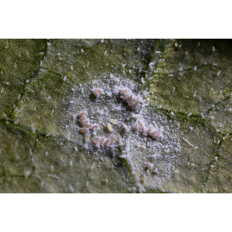 Whitefly Killer - Amblyseius andersoni