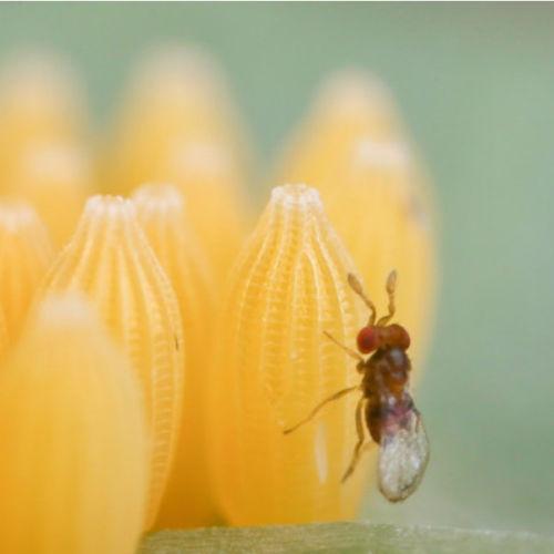 Parasitic Wasps against Pantry Moths - Plantura Shop – Plantura UK