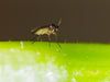 Fungus Fly Killer Nematodes - Dragonfli